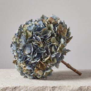 Dried Hydrangea Head
