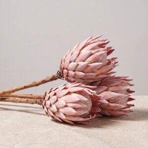 Dried Protea Stem Set
