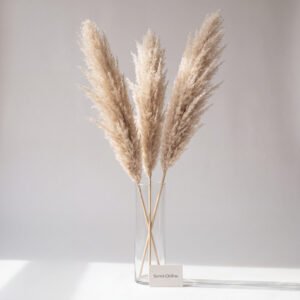 Pampas Grass Plumes, 3
